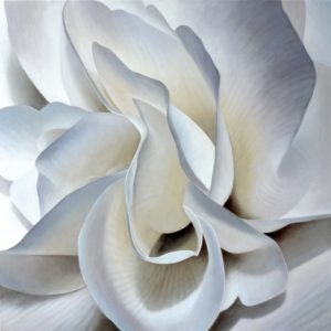 Begonia 19 | 24x24 acrylic on canvas by Canadian Artist, Laurie Koss who is known for her big flower (macro floral) paintings.