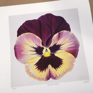 Limited Edition Pansy Prints for a Cause