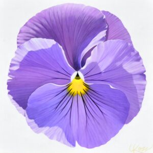 Pansy 10 | 24x24 acrylic on canvas by Canadian Artist, Laurie Koss who is known for her big flower (macro floral) paintings and her Pansy Stamps.