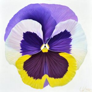 Pansy 12 | 24x24 acrylic on canvas by Canadian Artist, Laurie Koss who is known for her big flower (macro floral) paintings and her Pansy Stamps.