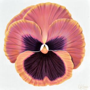 Pansy 13 | 24x24 acrylic on canvas by Canadian Artist, Laurie Koss who is known for her big flower (macro floral) paintings and her Pansy Stamps.