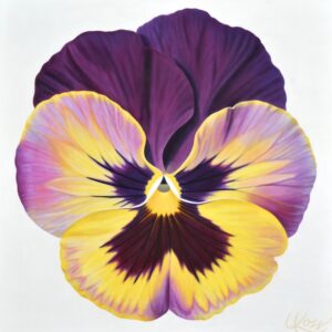 Pansy 17 | 24x24 acrylic on canvas by Canadian Artist, Laurie Koss who is known for her big flower (macro floral) paintings and her Pansy Stamps.