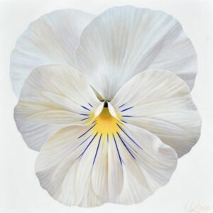 Pansy 19 | 24x24 acrylic on canvas by Canadian Artist, Laurie Koss who is known for her big flower (macro floral) paintings and her Pansy Stamps.