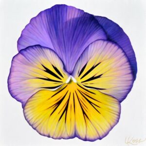 Pansy 1 | 24x24 acrylic on canvas by Canadian Artist, Laurie Koss who is known for her big flower (macro floral) paintings and her Pansy Stamps.