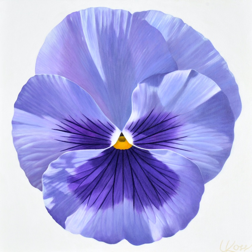 Pansy 22 | 24x24 acrylic on canvas by Canadian Artist, Laurie Koss who is known for her big flower (macro floral) paintings and her Pansy Stamps.