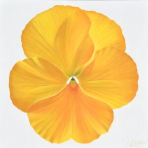 Pansy 2 | 24x24 acrylic on canvas by Canadian Artist, Laurie Koss who is known for her big flower (macro floral) paintings and her Pansy Stamps.
