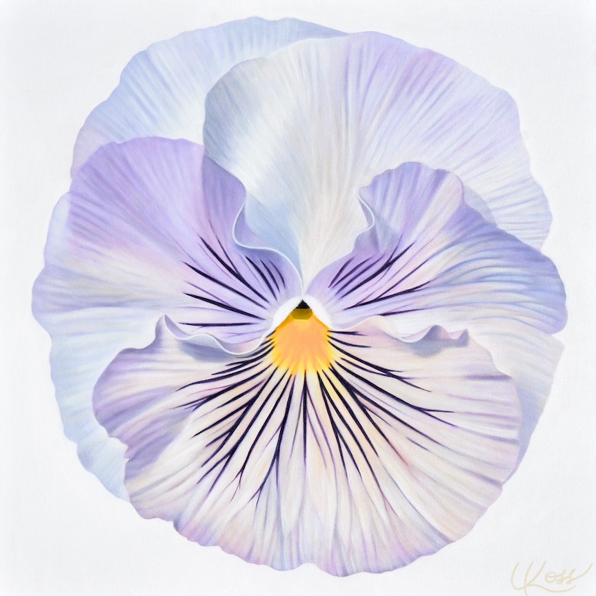 Pansy 3 | 24x24 acrylic on canvas by Canadian Artist, Laurie Koss who is known for her big flower (macro floral) paintings and her Pansy Stamps.