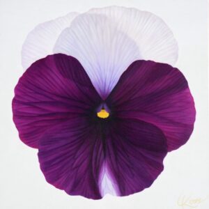 Pansy 5 | 24x24 acrylic on canvas by Canadian Artist, Laurie Koss who is known for her big flower (macro floral) paintings and her Pansy Stamps.