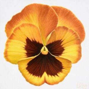 Pansy 6 | 24x24 acrylic on canvas by Canadian Artist, Laurie Koss who is known for her big flower (macro floral) paintings and her Pansy Stamps.