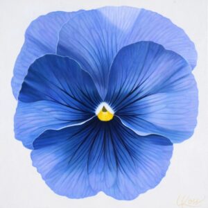 Pansy 7 | 24x24 acrylic on canvas by Canadian Artist, Laurie Koss who is known for her big flower (macro floral) paintings and her Pansy Stamps.