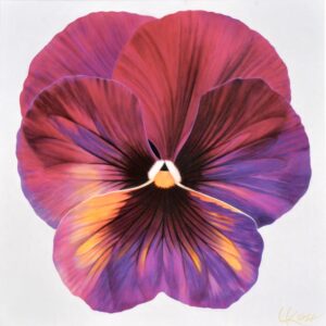Pansy 8 | 24x24 acrylic on canvas by Canadian Artist, Laurie Koss who is known for her big flower (macro floral) paintings and her Pansy Stamps.