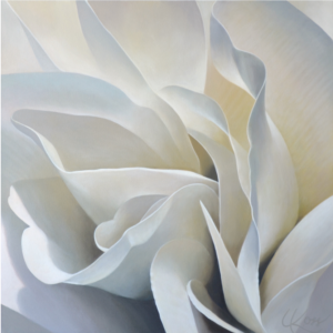 Begonia 30 | 24x24 acrylic on canvas by Canadian Artist, Laurie Koss who is known for her big flower (macro floral) paintings.