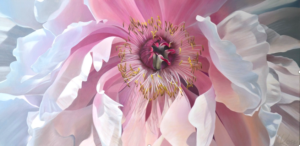 Peony 4 | 24x48 acrylic on canvas by Canadian Artist, Laurie Koss who is known for her big flower (macro floral) paintings.