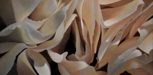 Carnation 15 | 15x30 acrylic on canvas by Canadian Artist, Laurie Koss who is known for her big flower (macro floral) paintings in neutral tones.