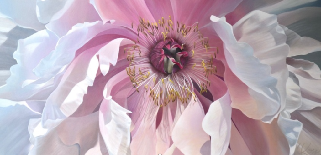 A close up painting of a pink and white tree peony blossom