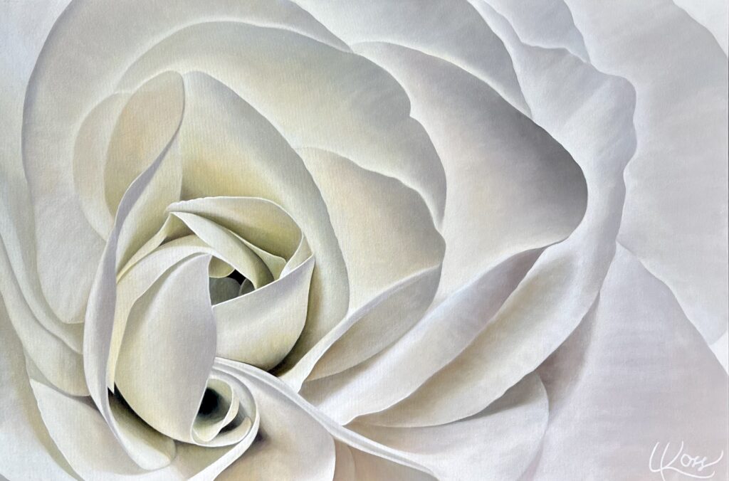 Begonia 33 | 24x36 acrylic on canvas by Canadian Artist, Laurie Koss who is known for her big flower (macro floral) paintings.