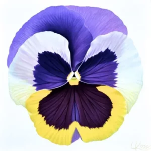 Pansy Acrylic Canvas Laurie Koss